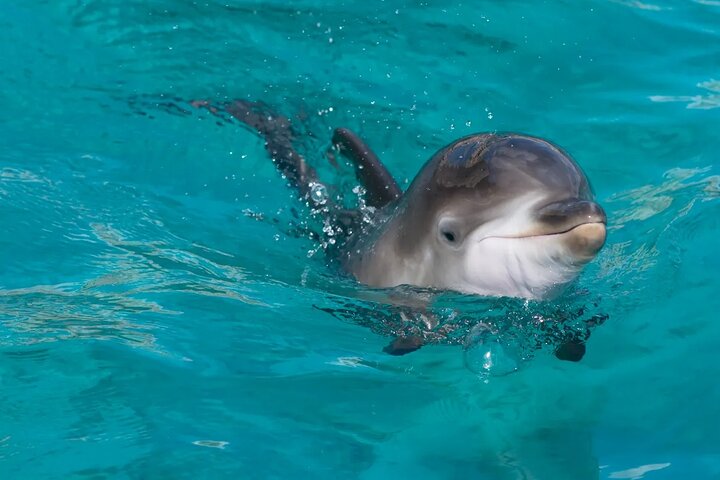 Dolphin House Tour - Swimming With Dolphin in Red Sea