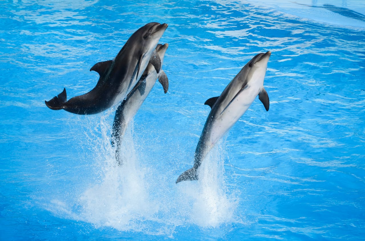 Dolphinarium Show in Hurghada 3 in 1