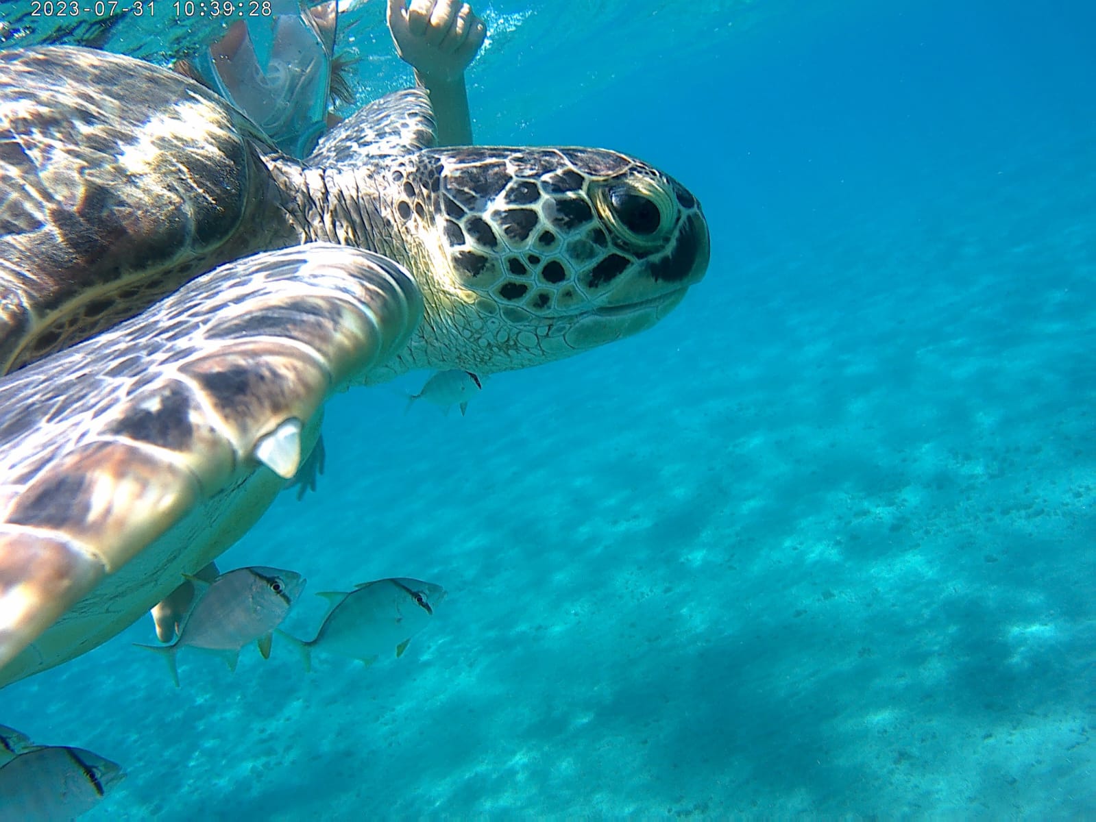 Turtle Bay Abu Dabab